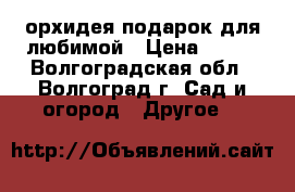 орхидея подарок для любимой › Цена ­ 600 - Волгоградская обл., Волгоград г. Сад и огород » Другое   